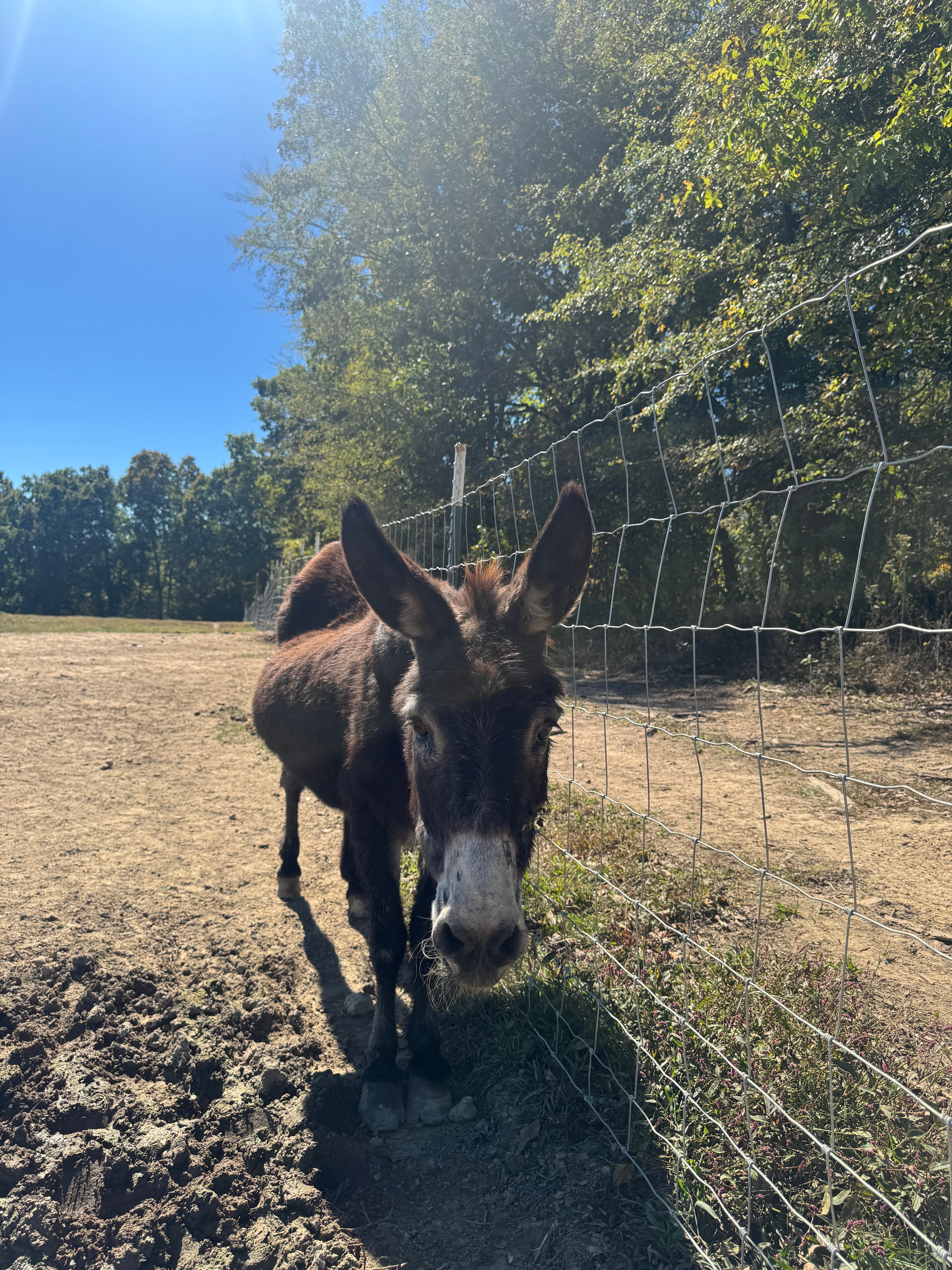 Photo of Gertie from Georgia