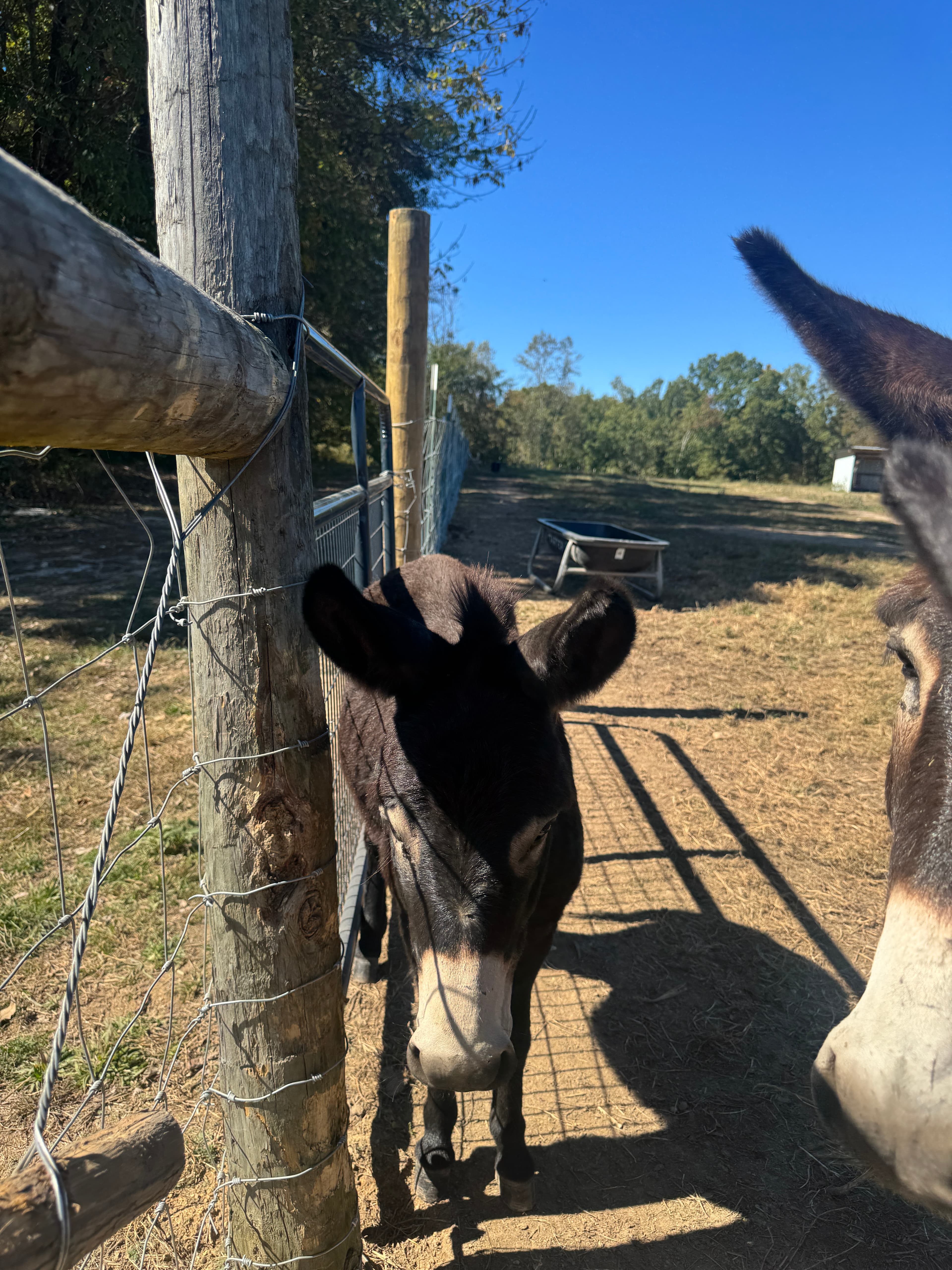 Photo of Jolly from Georgia