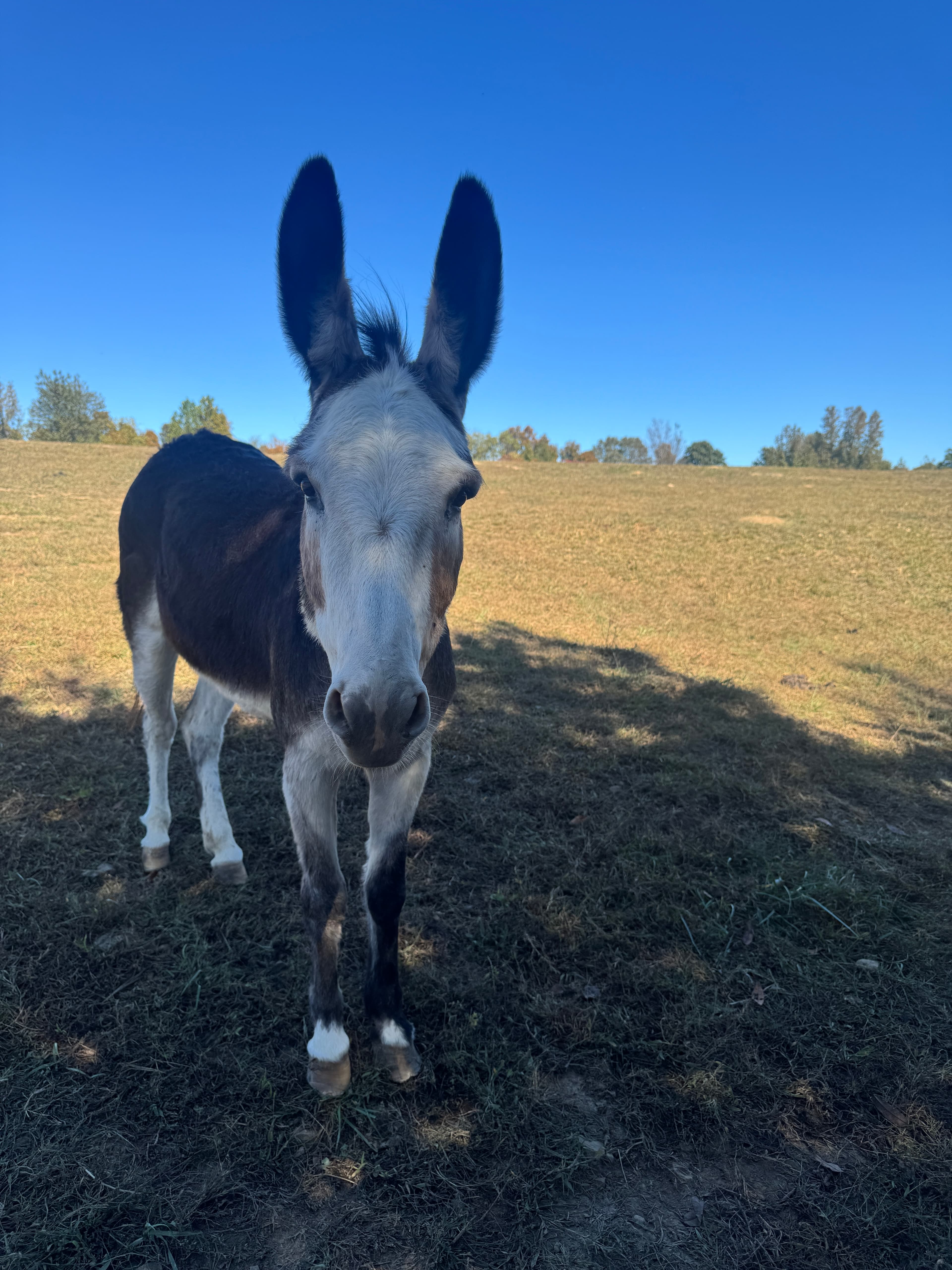 Photo of Texas Auction Daughter