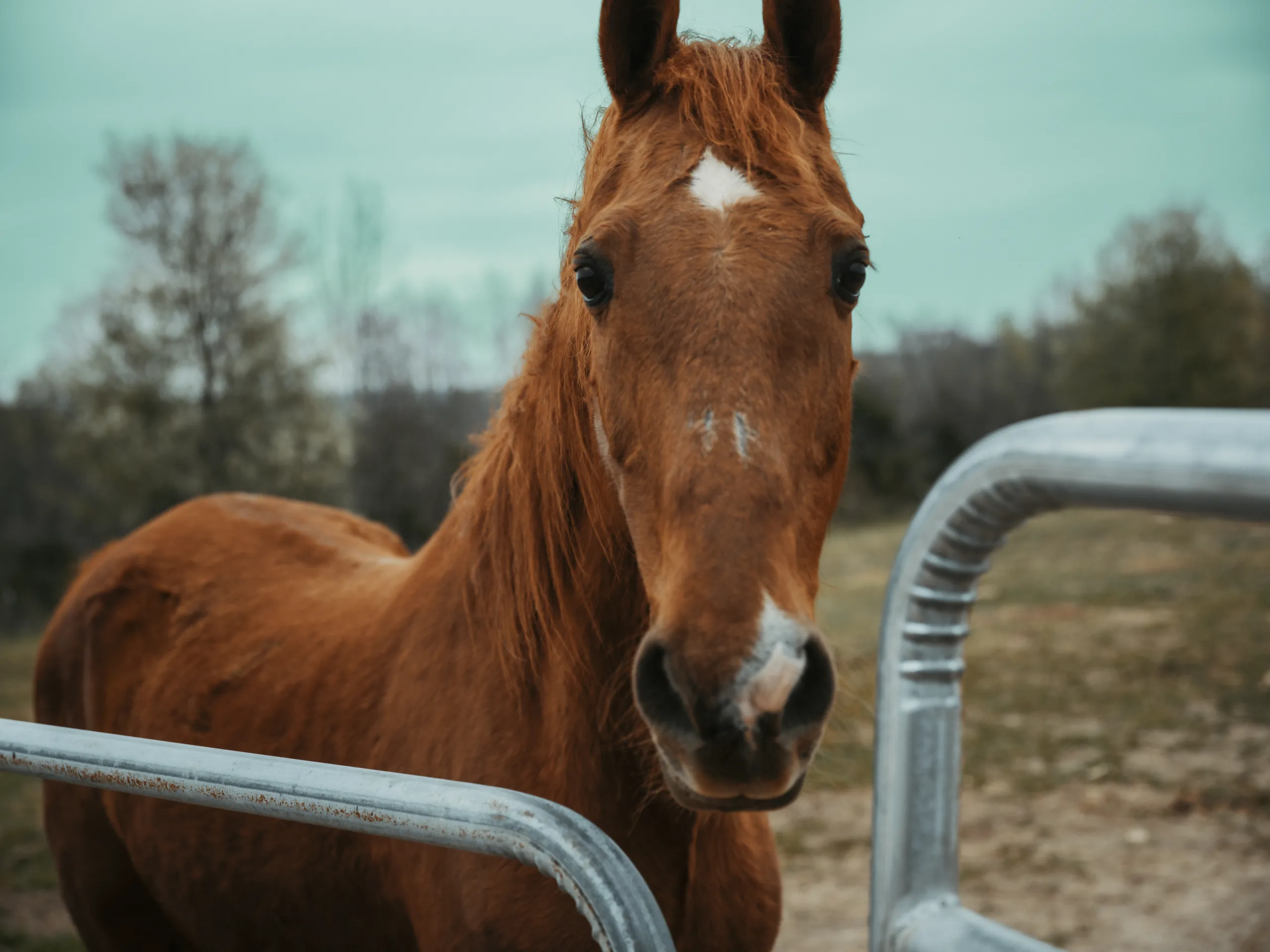 A chestnut face looking over a metal gate