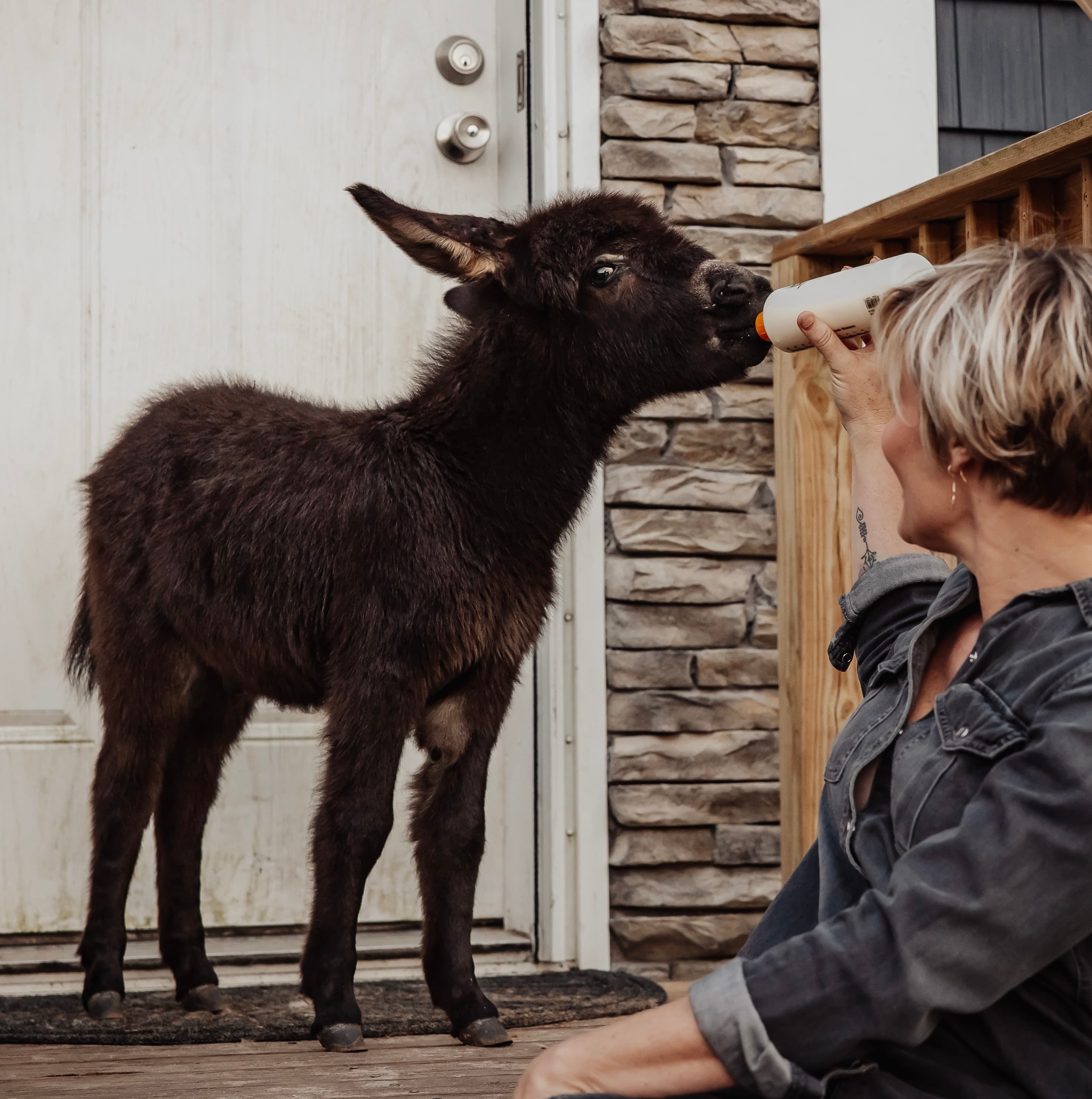 A very young dark foal being bottle-fed by a caretaker on the porch