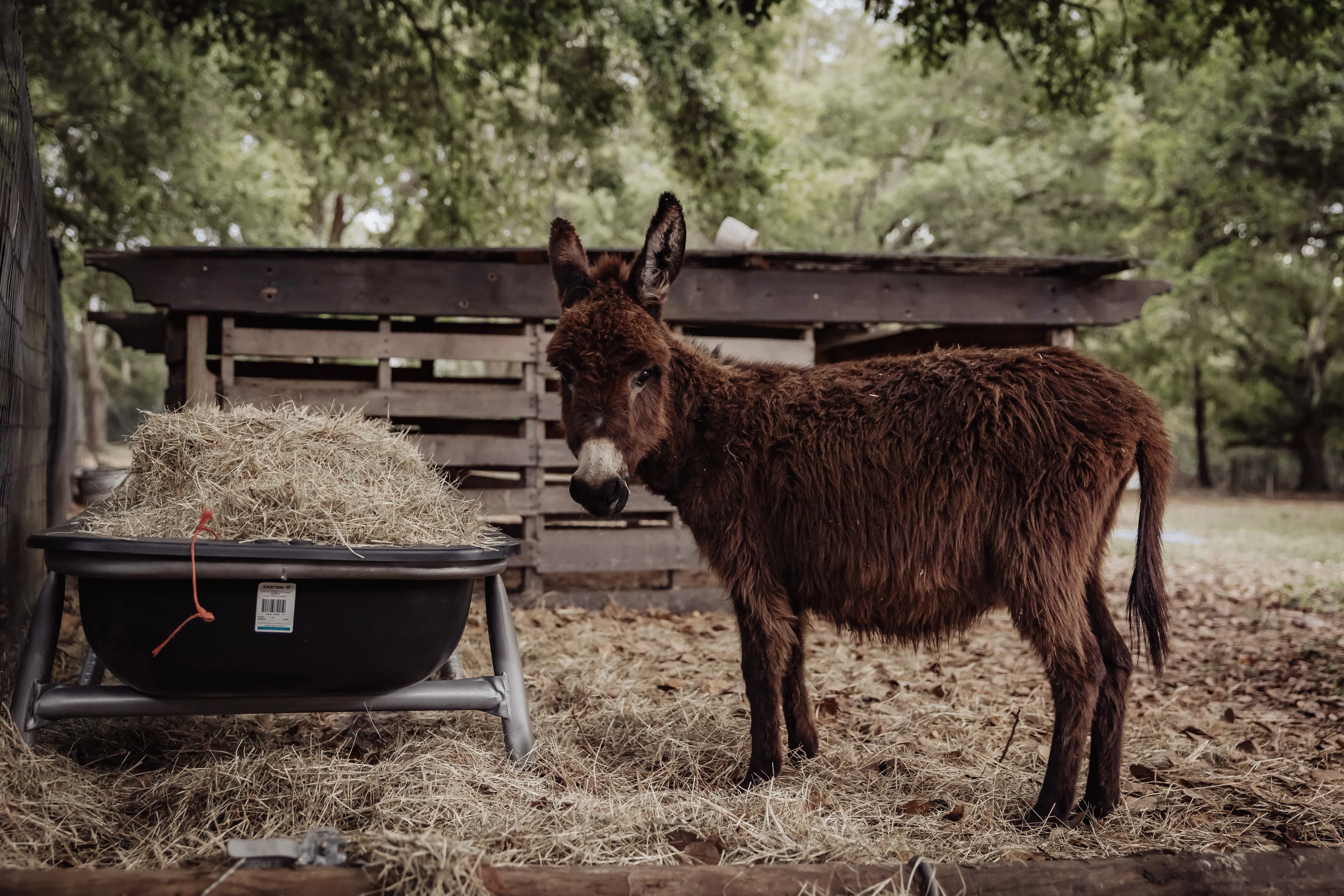 Cash's Crew Rescue Donkeys - image 1