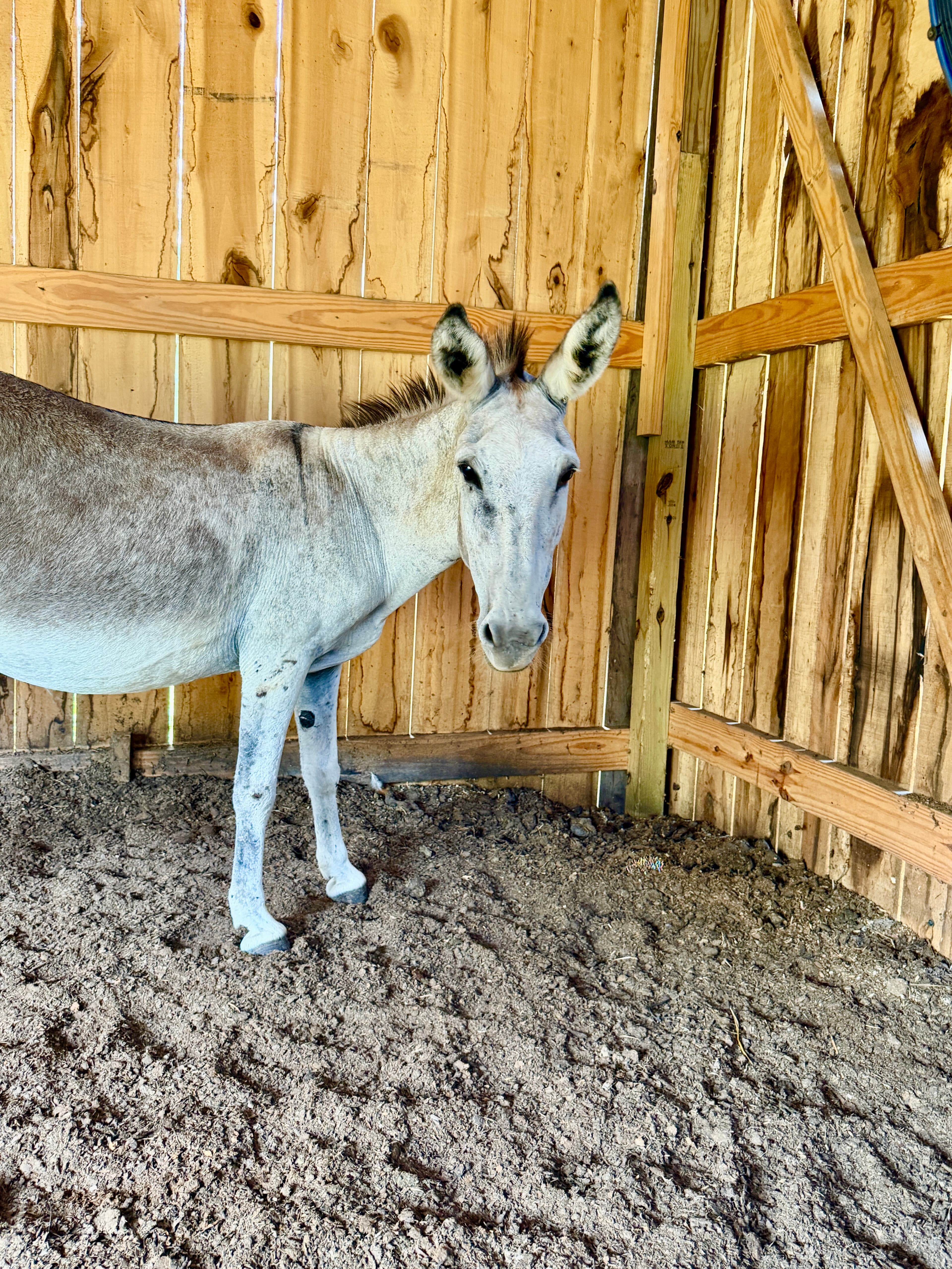 Velma at Cash's Crew Rescue