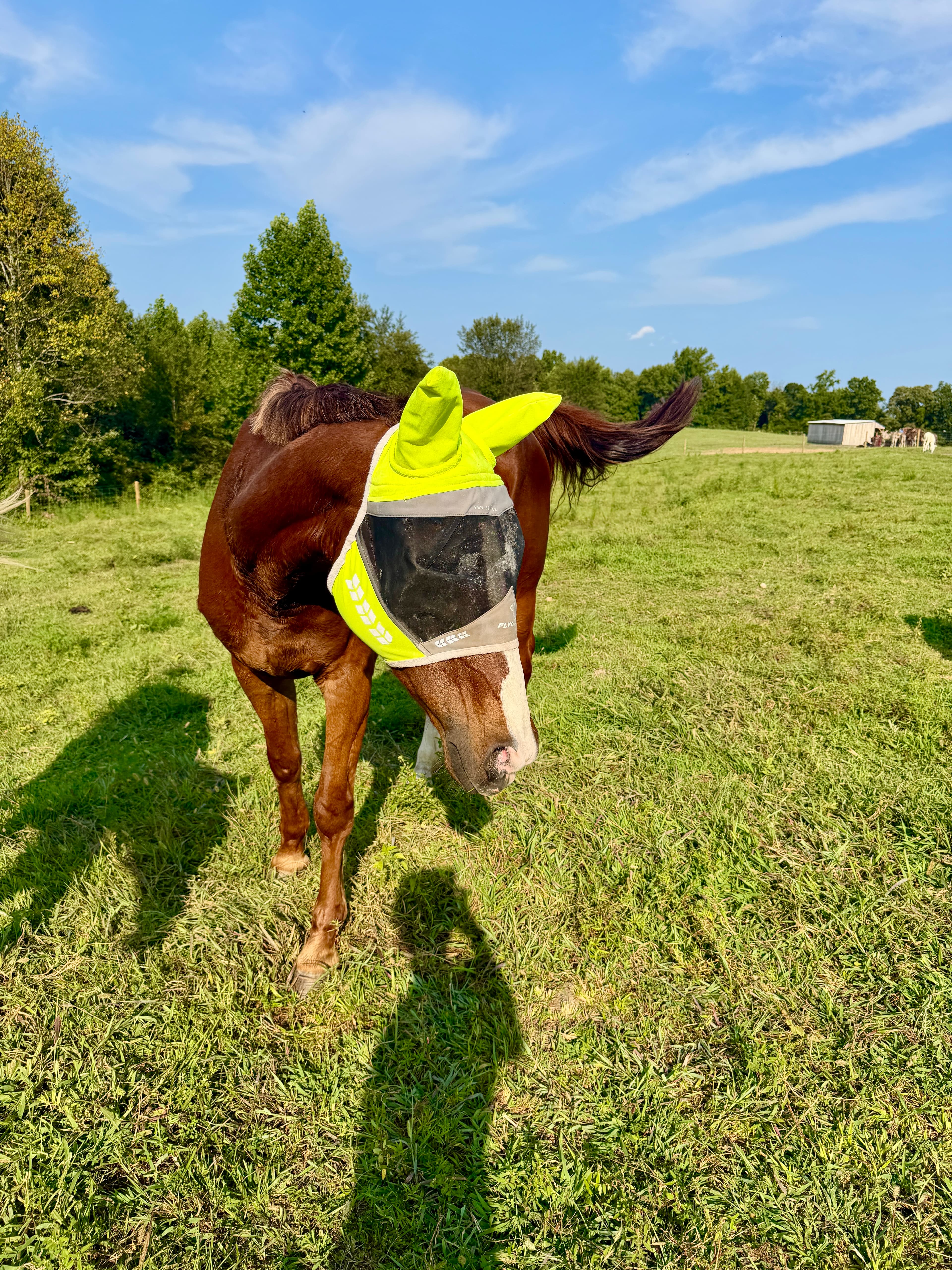 Pippi at Cash's Crew Rescue