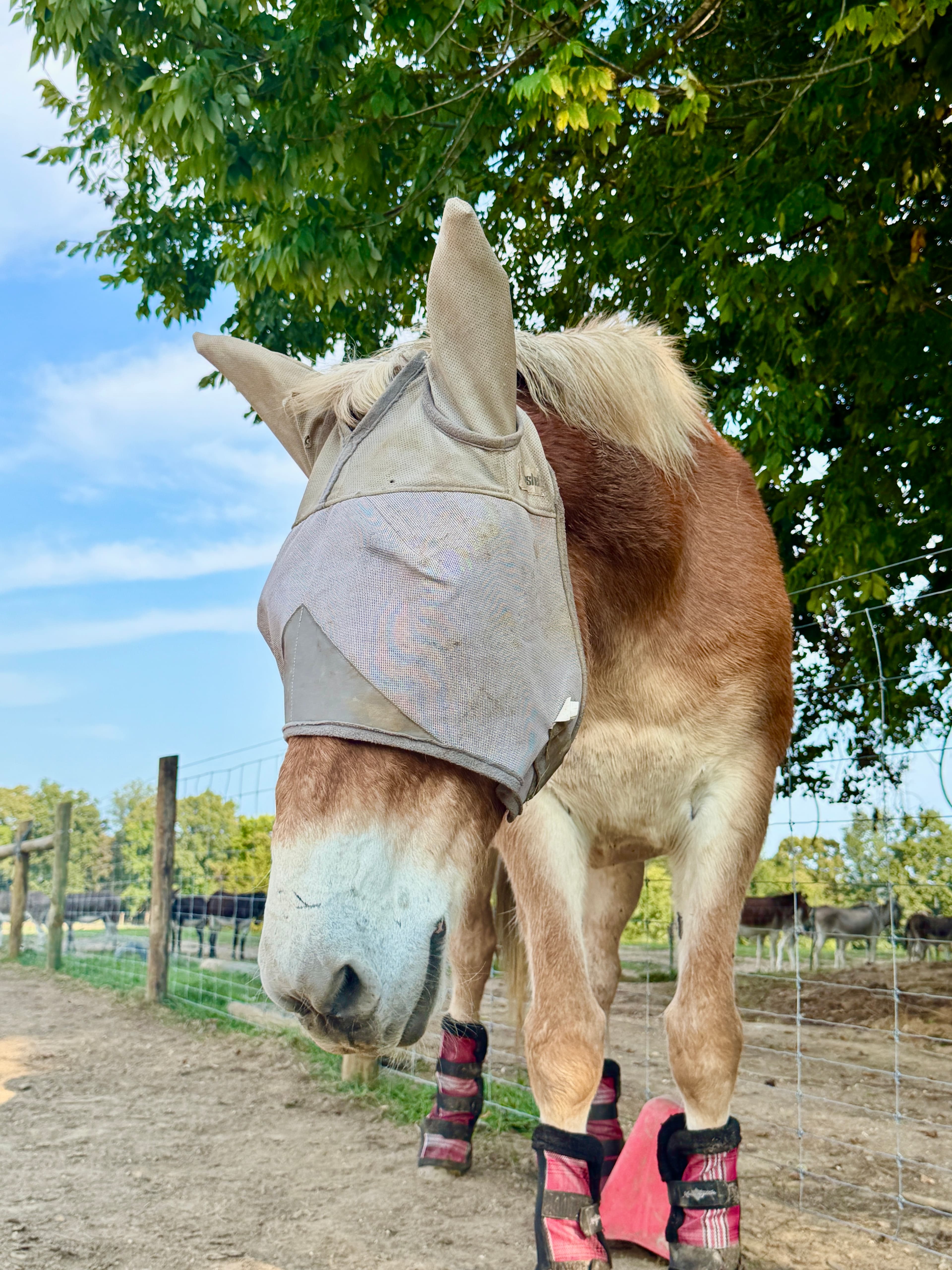 Oscar at Cash's Crew Rescue