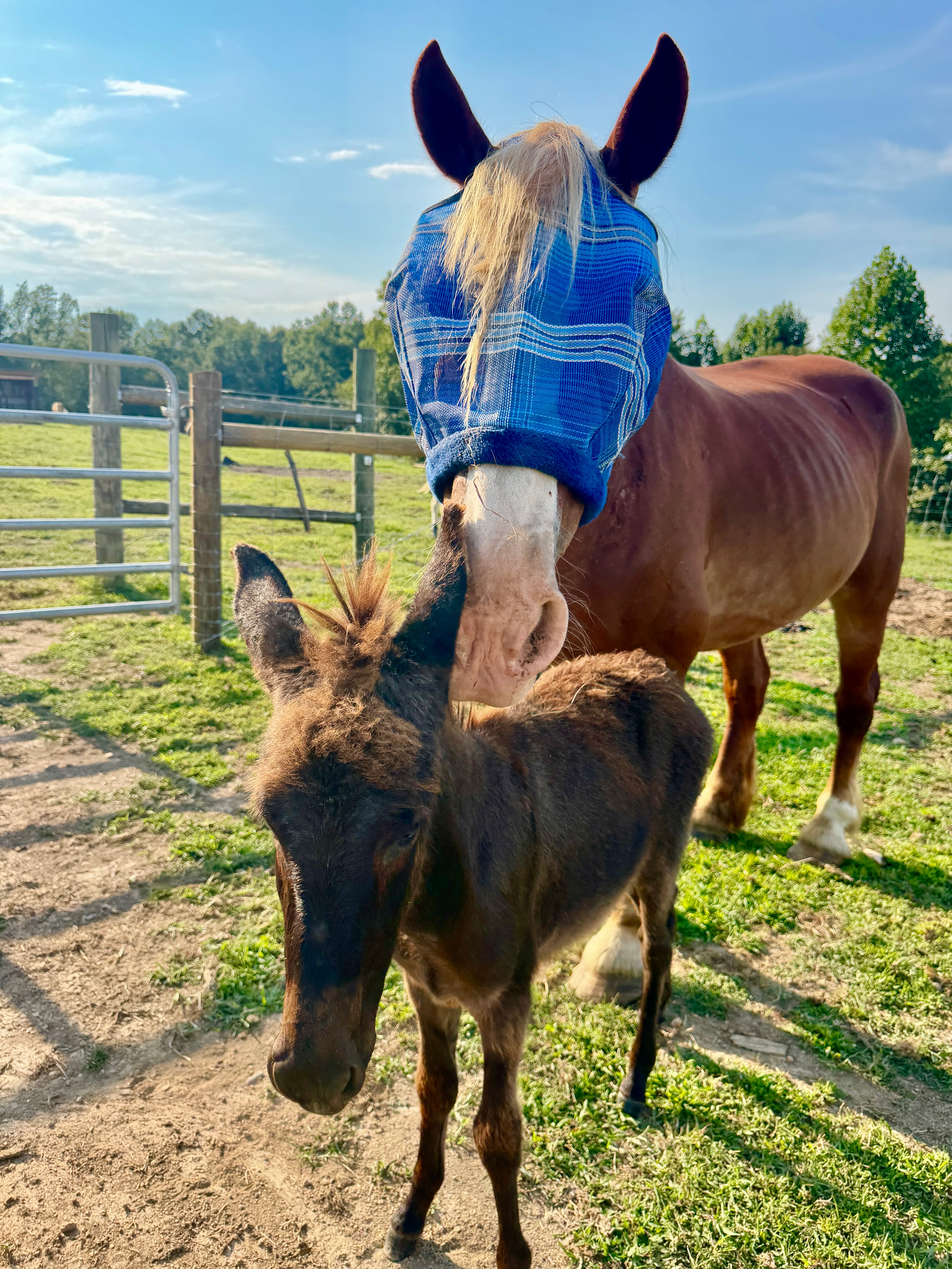 Willow at Cash's Crew Rescue