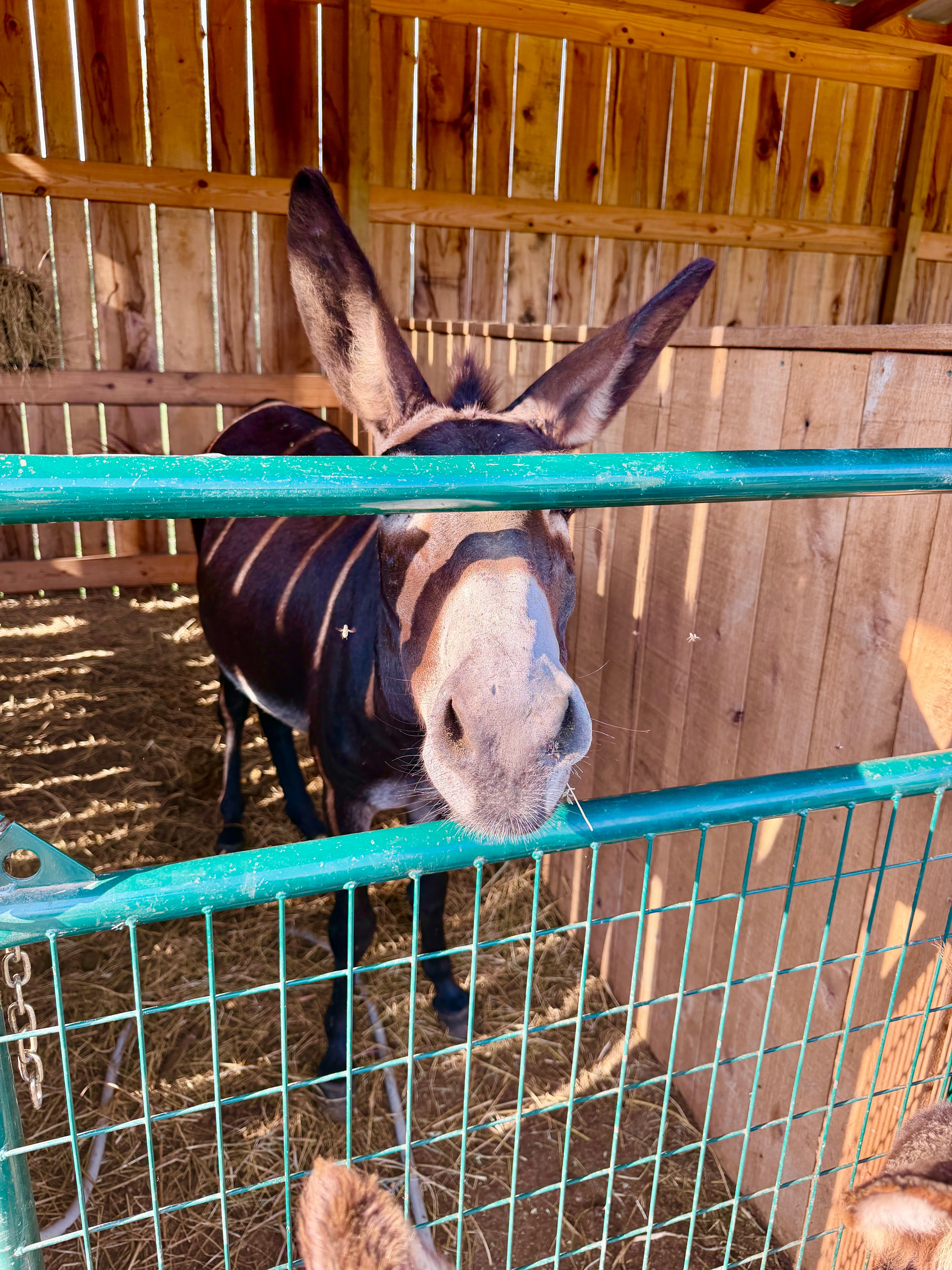 Amos at Cash's Crew Rescue